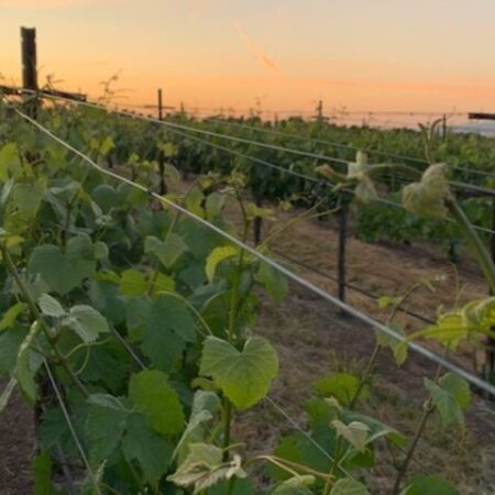 Beau Marchais Clos Pepe: The Untold Story from Beginning to End