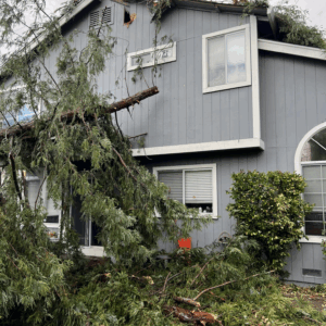 Cellar Clean Out- Tree Fell! 6-pack