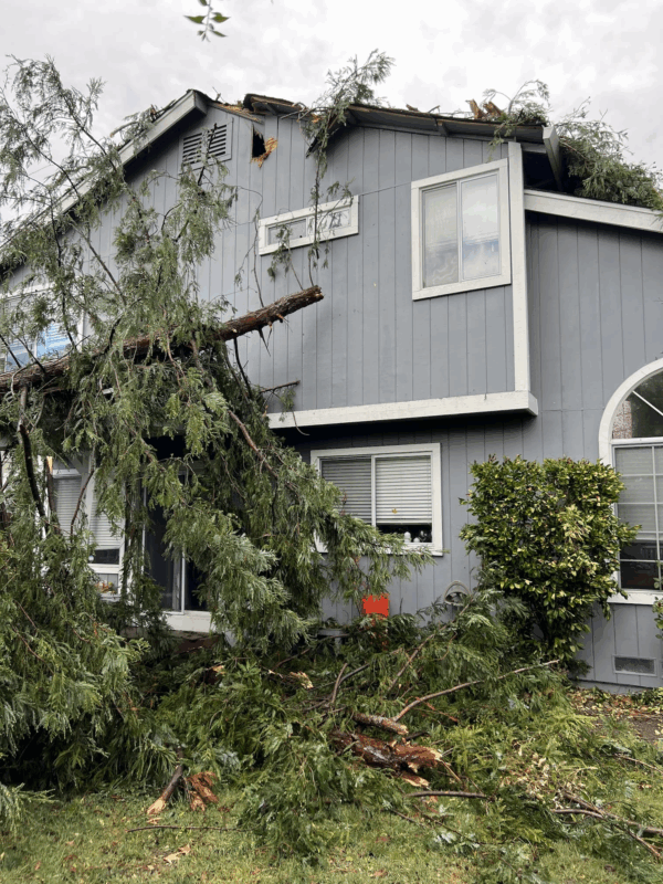 Cellar Clean Out- Tree Fell!