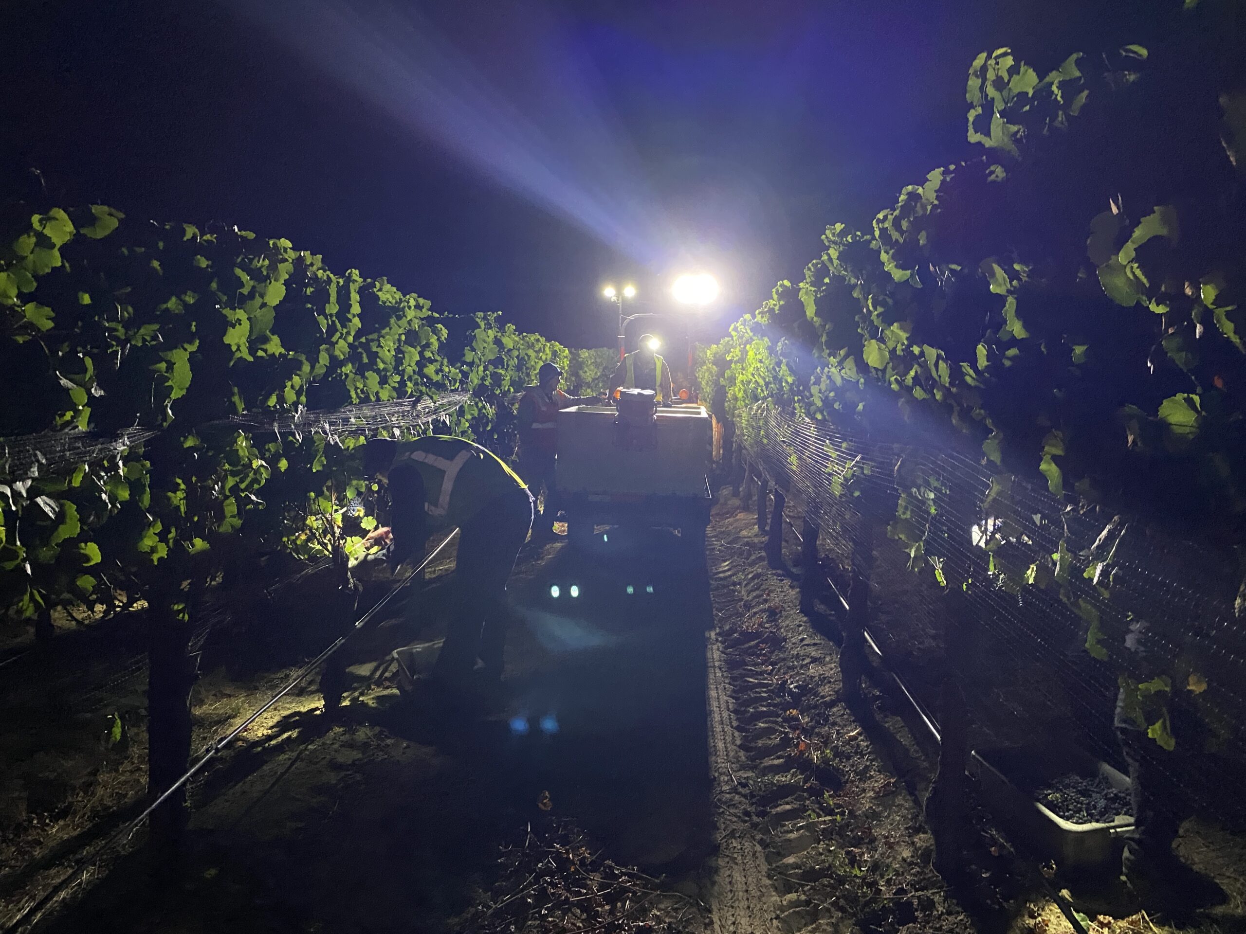 The Truth About the Proposed Sonoma County Wine Improvement District (WID)