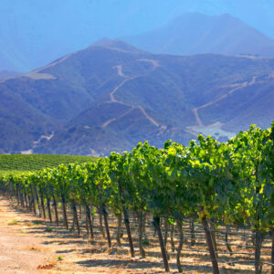 2024 Clarice Santa Lucia Highlands Pinot Noir