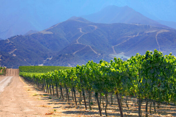 2024 Clarice Santa Lucia Highlands Pinot Noir