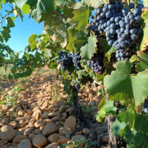 SOUTHERN RHÔNE DISCOVERY PACK — $395 ALL-IN