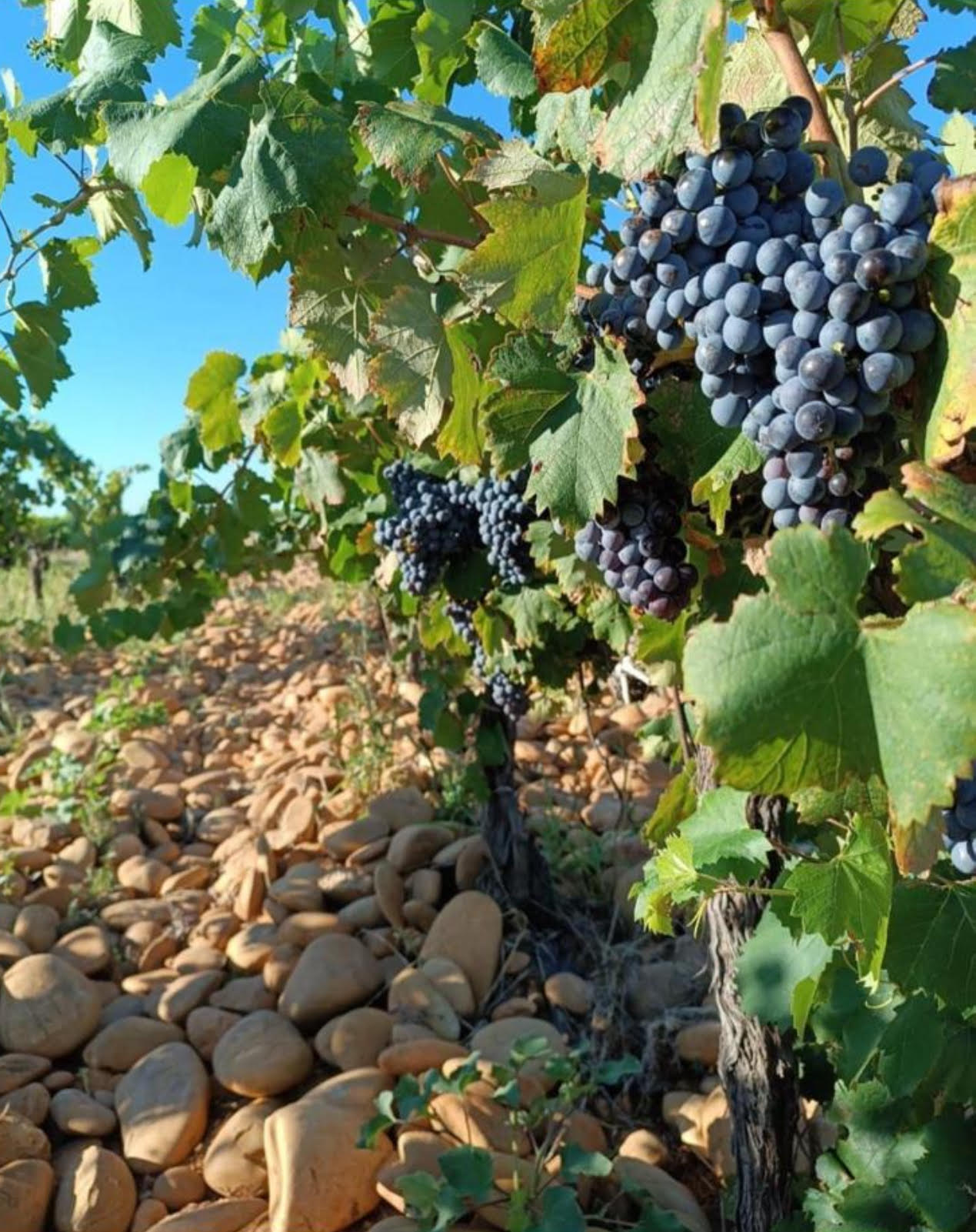 BERSERKERS: SOUTHERN RHÔNE DISCOVERY PACK — $395 ALL-IN