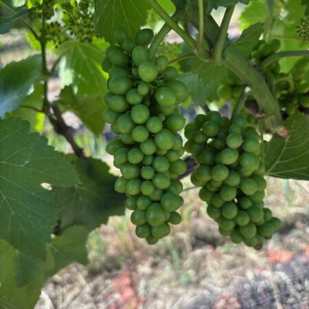 HOW EARLY IS 2026?  The question every winemaker keeps coming back to…