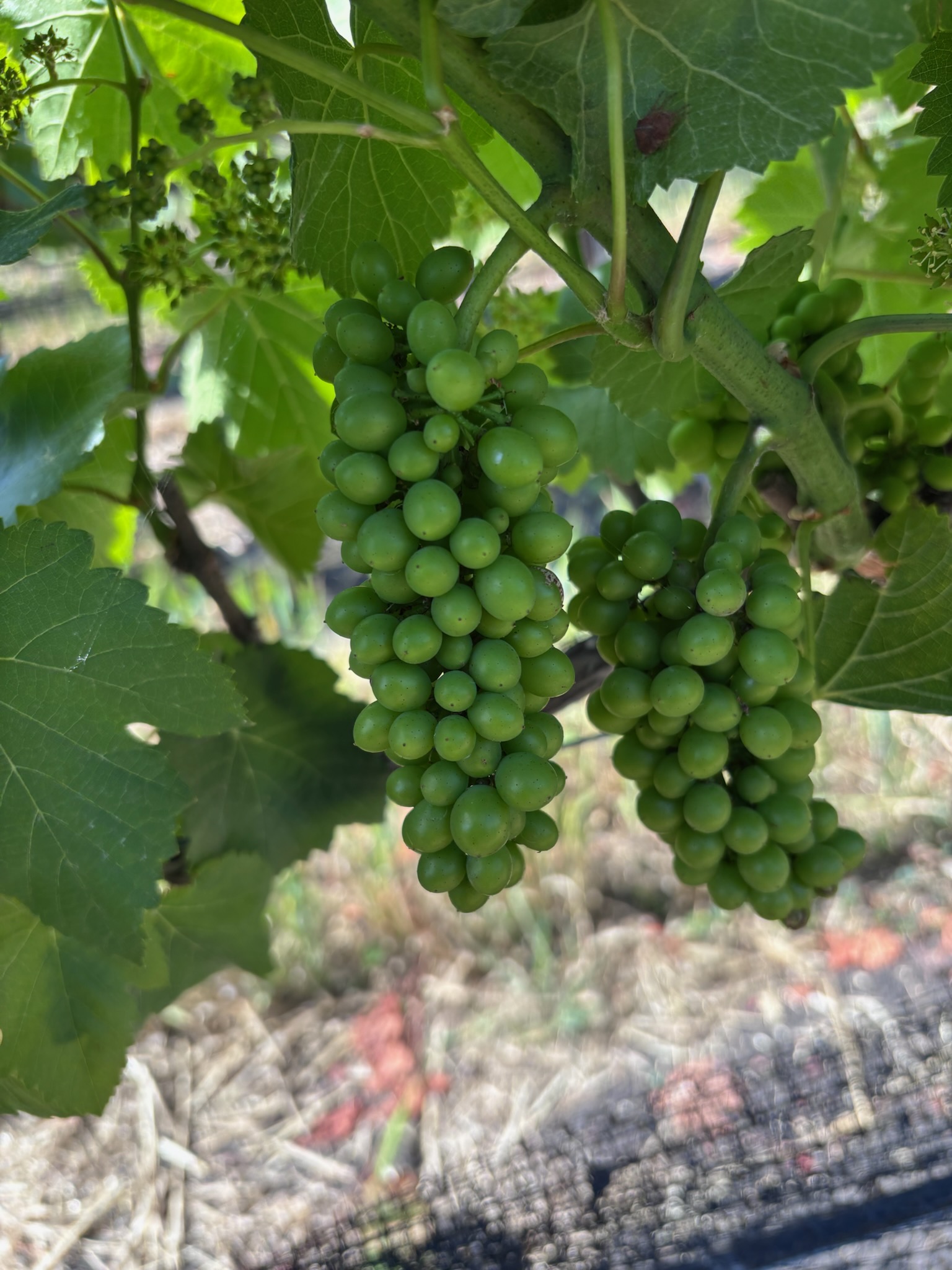 HOW EARLY IS 2026?  The question every winemaker keeps coming back to…