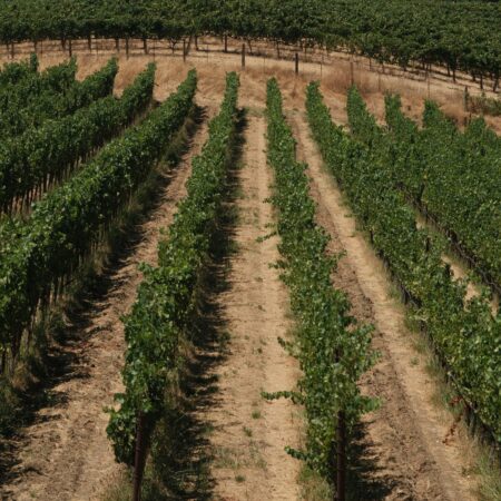 An Update on the Winery Improvement District (WID) Process with a Spotlight on Santa Barbara County