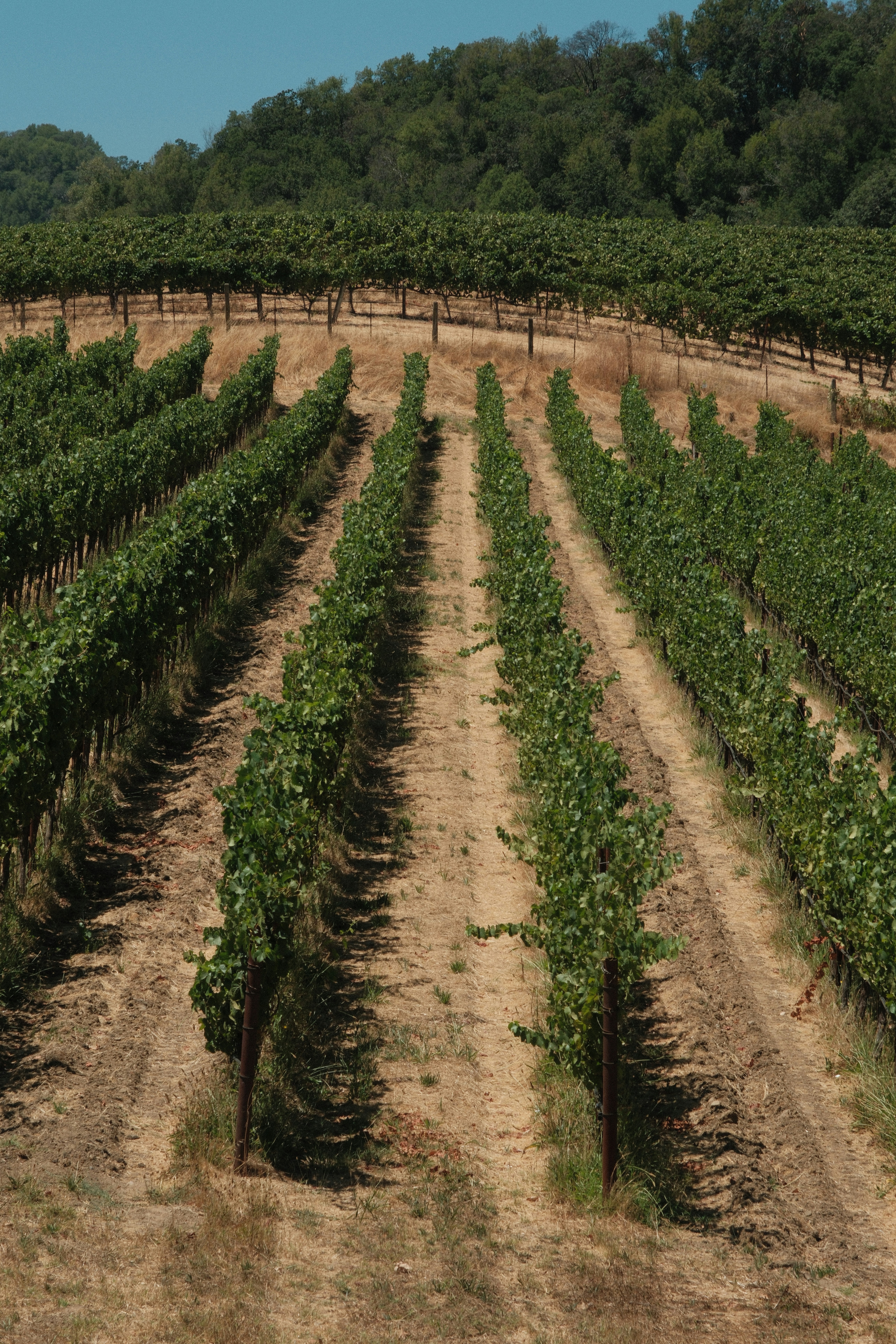 An Update on the Winery Improvement District (WID) Process with a Spotlight on Santa Barbara County